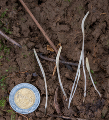 Clavaria falcata