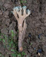 Phaeoclavulina cyanocephala