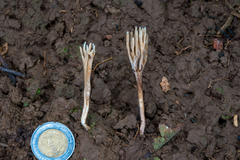 Phaeoclavulina cyanocephala