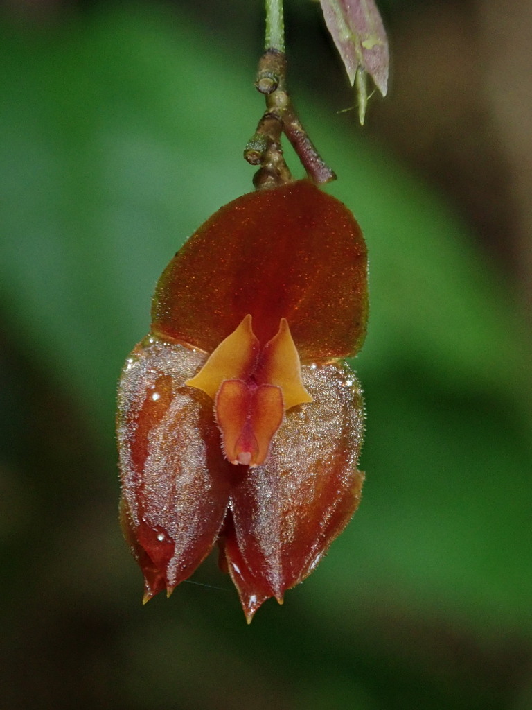 Lepanthes vespertilio