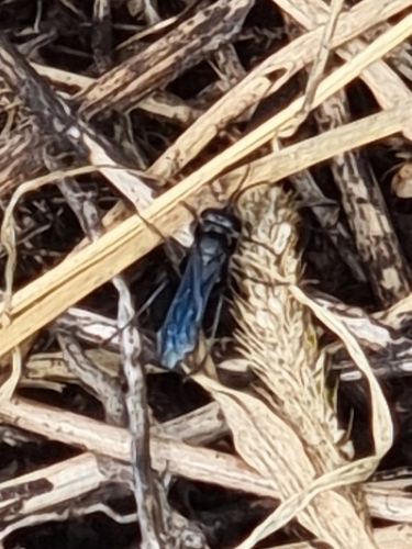Liris atratus