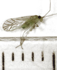 Austropsocus viridis