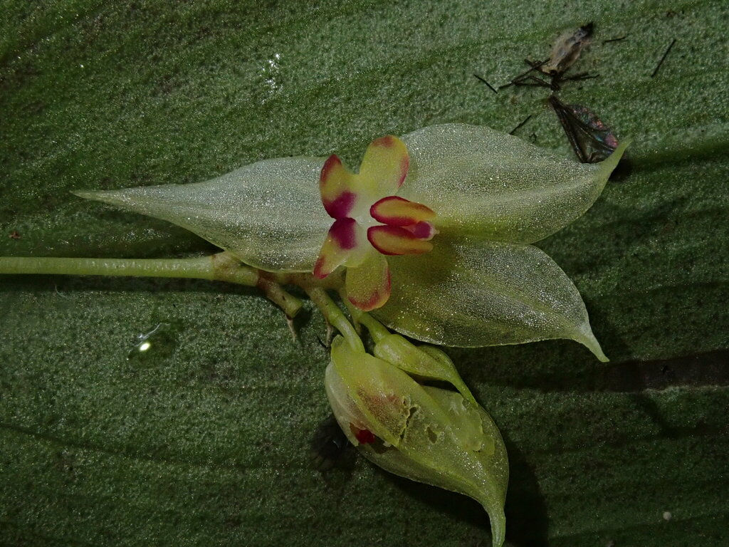 Lepanthes craticia