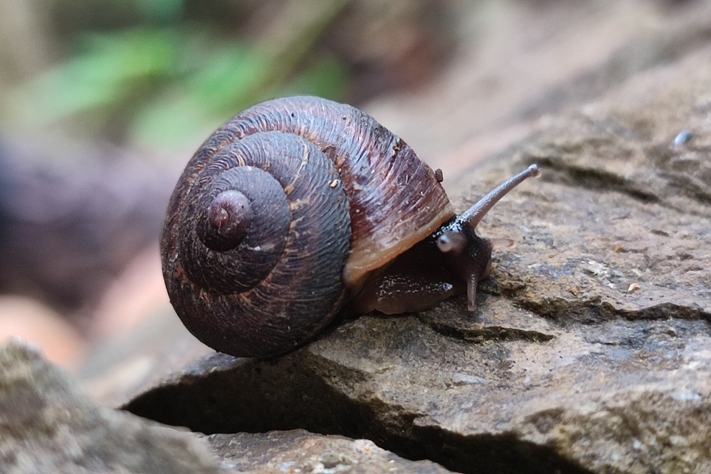 Hemicycla bidentalis