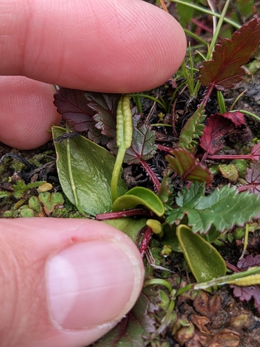 Image of Ophioglossum californicum by (c) sdash, some rights reserved (CC BY)