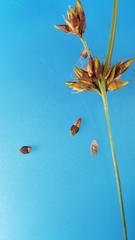 Rhynchospora indianolensis