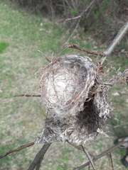 Aves