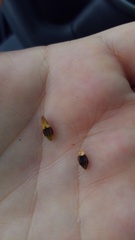 Rhynchospora indianolensis