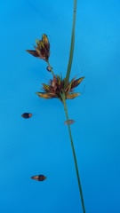 Rhynchospora indianolensis