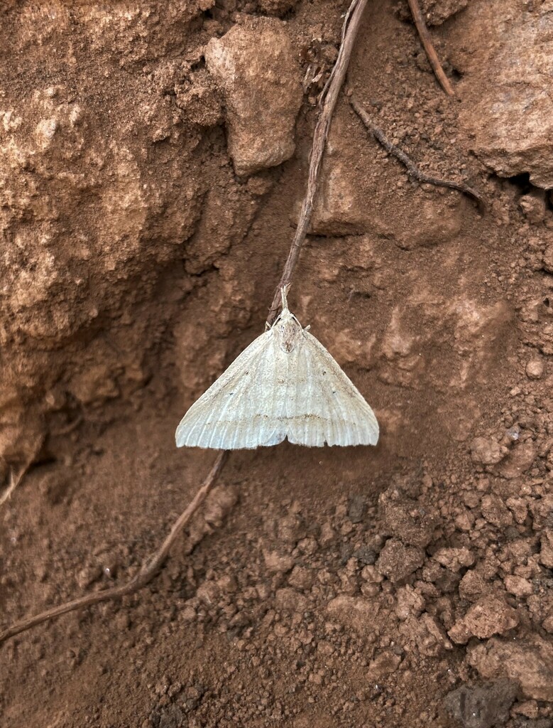 Butterflies and Moths from Kabale, Uganda on February 16, 2023 at 1223
