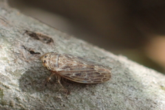 Euscelidius variegatus