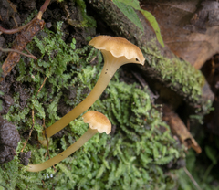 Camarophyllopsis