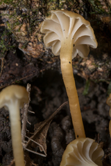 Camarophyllopsis