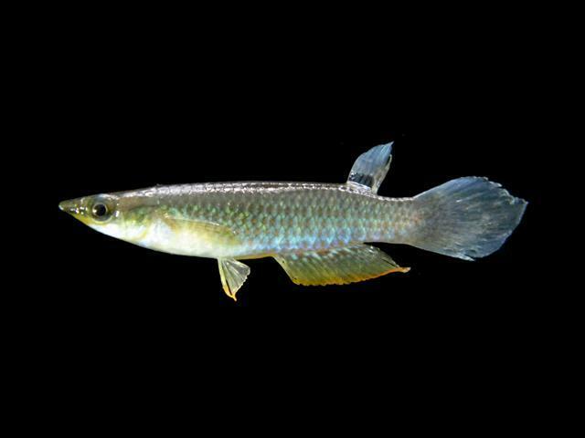 Panchax bleu (Aplocheilus panchax)