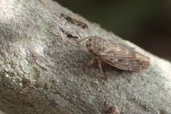 Euscelidius variegatus
