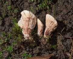 Cymatoderma