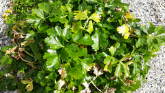 Apium prostratum denticulatum