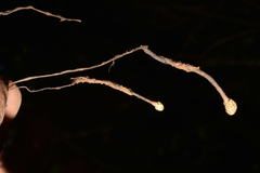 Podosordaria
