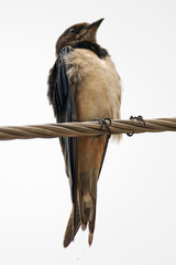 Hirundo rustica