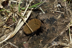 Hologymnetis cinerea