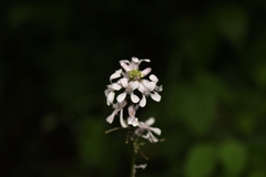 Iodanthus pinnatifidus