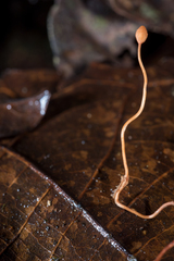 Ophiocordyceps sphecocephala