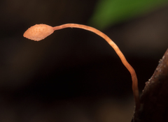 Ophiocordyceps sphecocephala