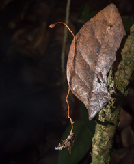 Ophiocordyceps sphecocephala
