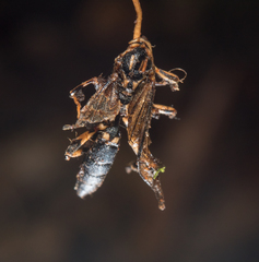 Ophiocordyceps sphecocephala