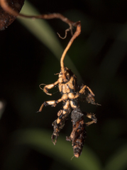 Ophiocordyceps sphecocephala