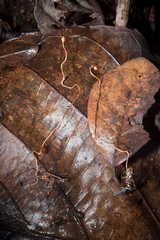 Ophiocordyceps sphecocephala