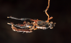 Ophiocordyceps sphecocephala