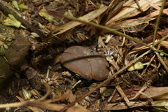 Hologymnetis cinerea