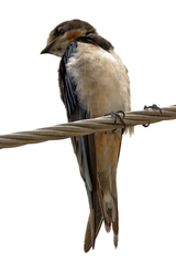 Hirundo rustica
