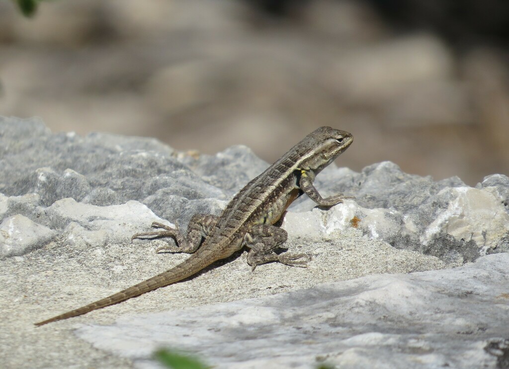 Rosebellied Lizard from Phil Hardberger Park West Demonstration Garden