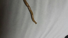 Bipalium adventitium