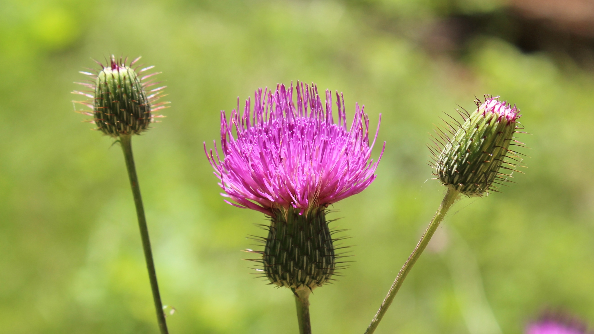Cirsium carolinianum