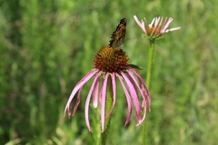 Echinacea simulata