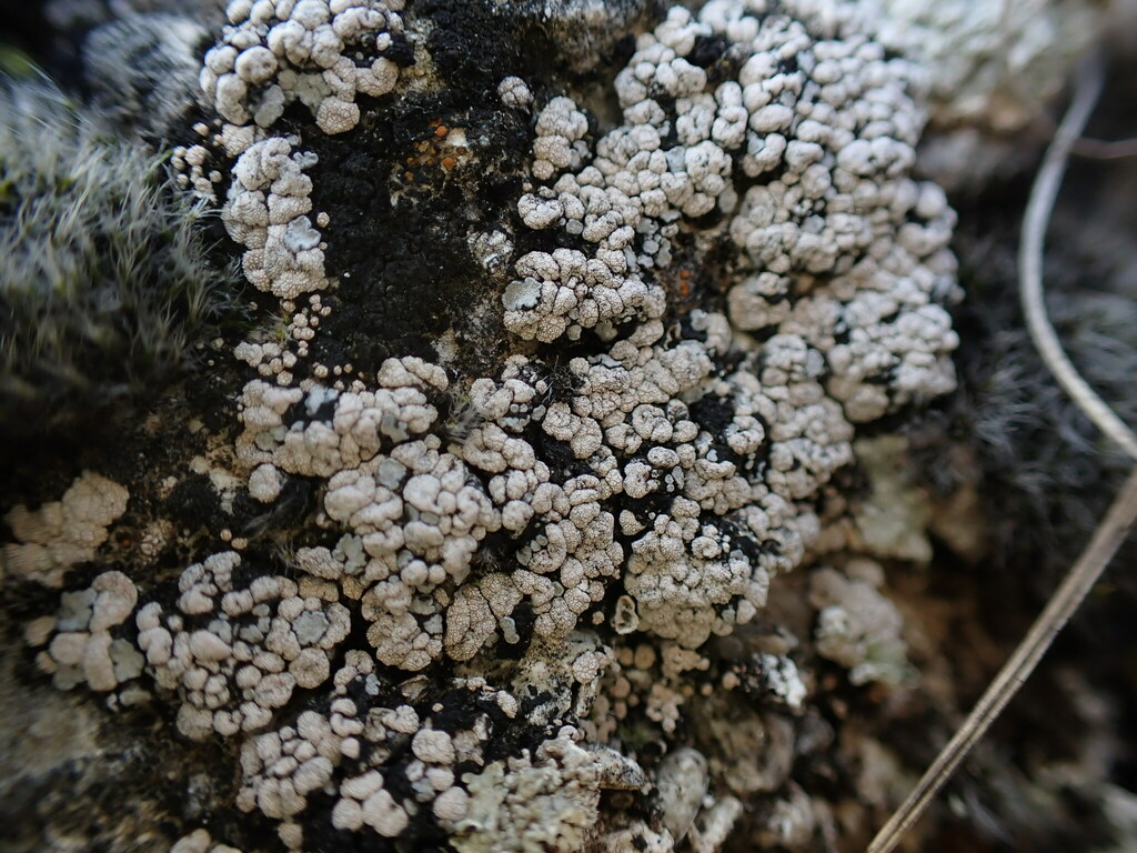 Thalloidima toninianum
