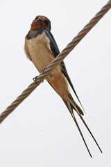 Hirundo rustica