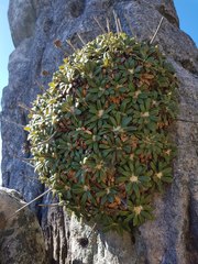 Oldenburgia intermedia