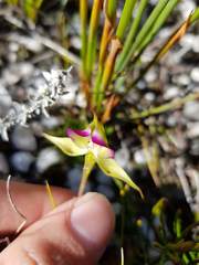 Disperis capensis brevicaudata