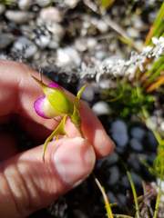 Disperis capensis brevicaudata