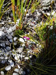 Disperis capensis brevicaudata