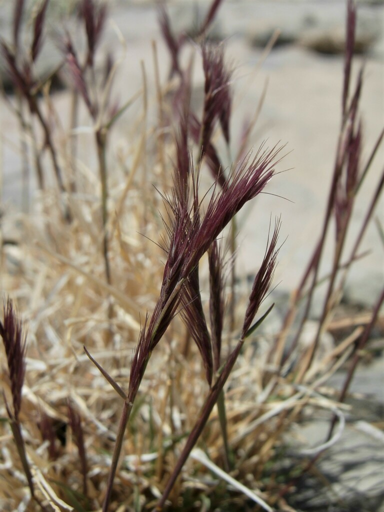 Red Grama from San Bernardino County, CA, USA on March 17, 2017 at 12: ...