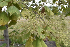 Heliocarpus