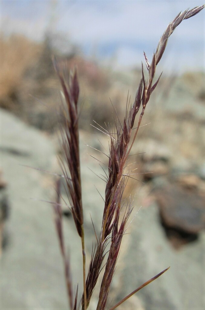 Red Grama from San Bernardino County, CA, USA on September 6, 2018 at ...