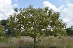 Heliocarpus