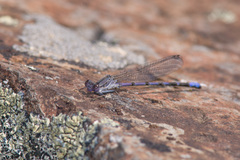 Argia emma