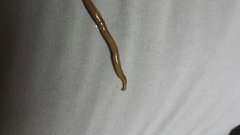 Bipalium adventitium